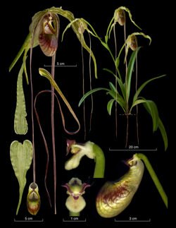 Phragmipedium humboldtii